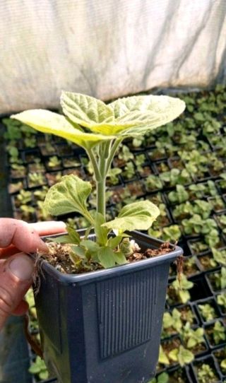 ▪︎Paulownia de varias variedades para maderable.