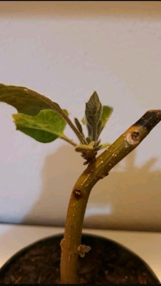 ▪︎Paulownia de varias variedades para maderable.