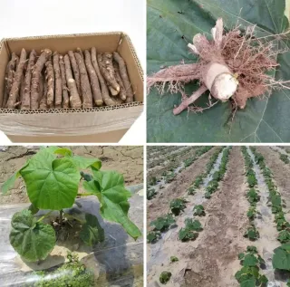 ▪︎Paulownia de varias variedades para maderable.