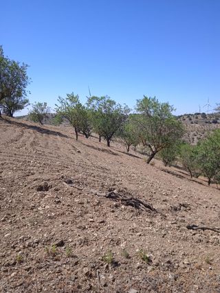 Finca de almendros