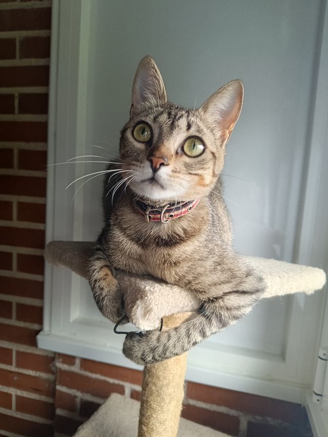 Cuidado y compañía de mascotas 