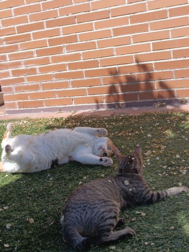 Cuidado y compañía de mascotas 