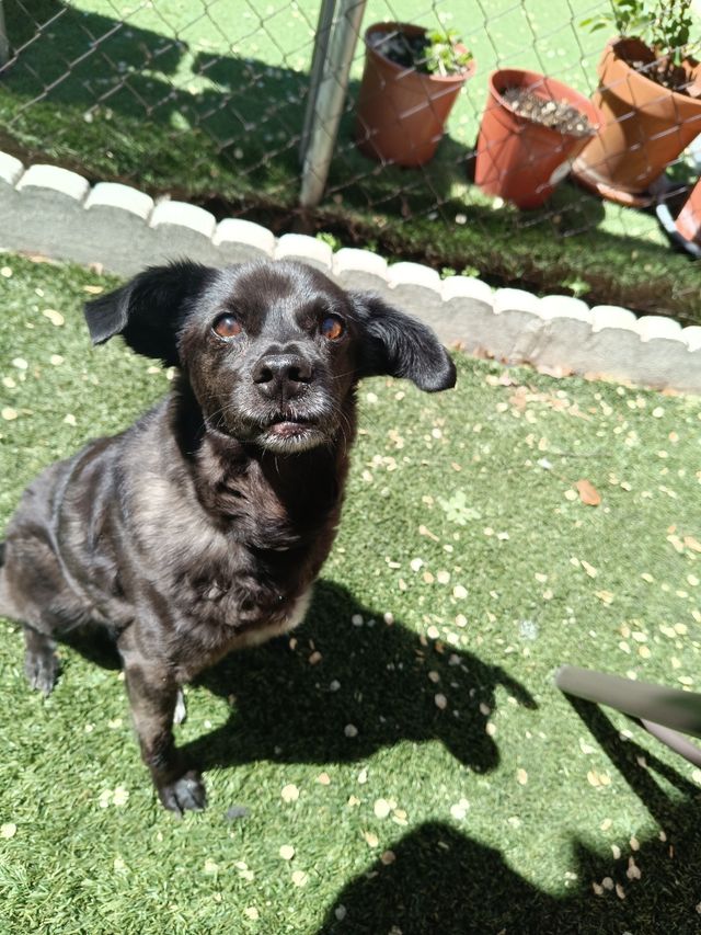 Cuidado y compañía de mascotas 