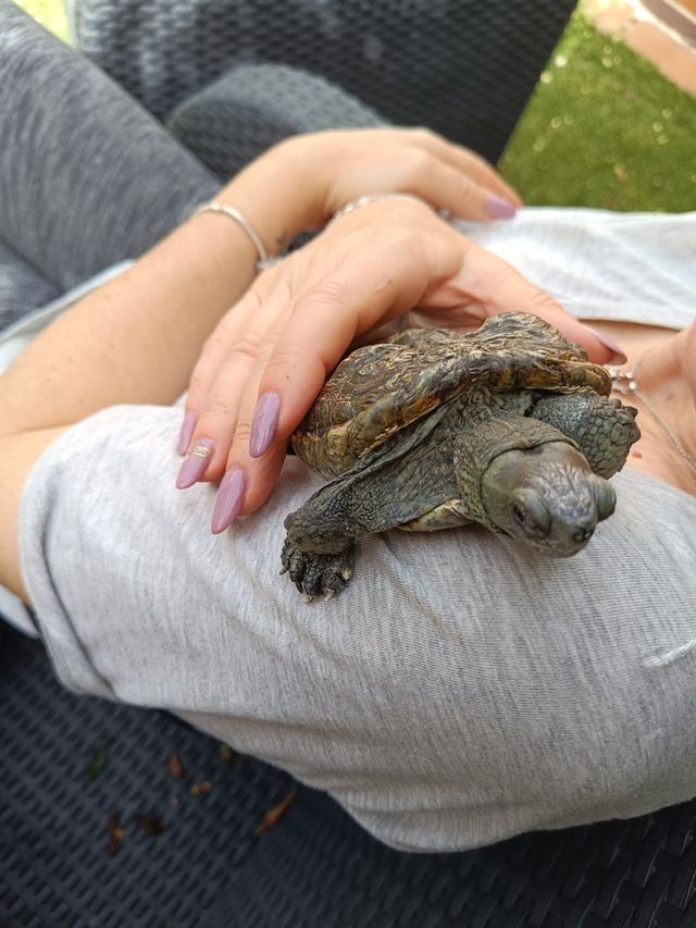 Cuidado y compañía de mascotas 