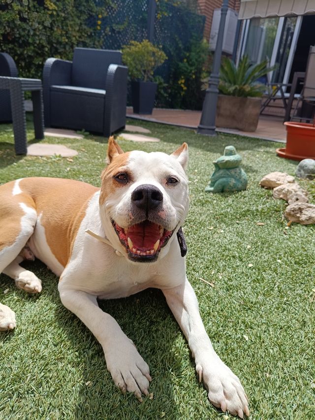 Cuidado y compañía de mascotas 