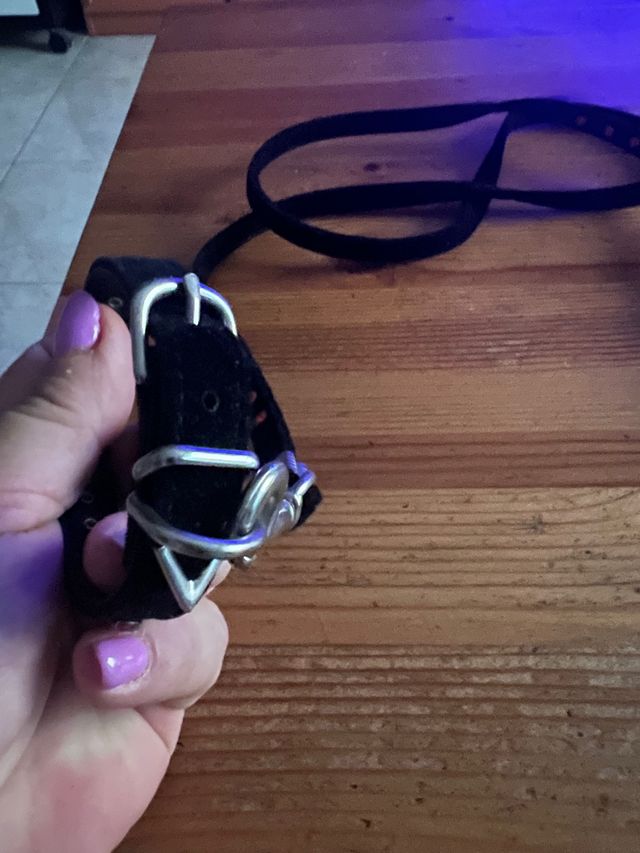 Conjunto collar y correa