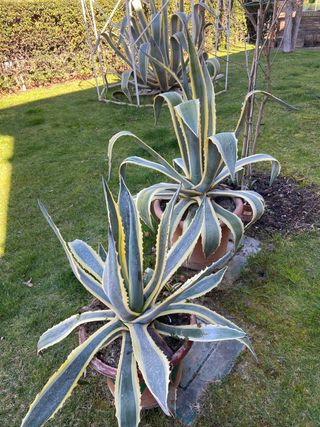 piante di Agave