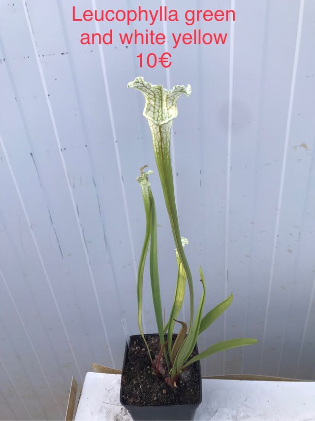 green and white yellow.Planta carnivora