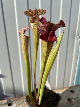 Helmuts deligth x oreophylla planta carnivora