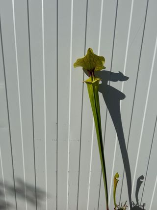 brook hibrido x Adrián slack.planta carnivora