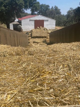 alpacas de paja