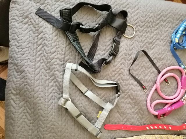 Lote 7 Collares,  3 Arnes, 5 Correas Para Perros