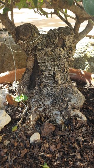 ejemplares de olivo Bonsai y pre-bonsai
