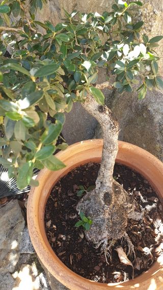 ejemplares de olivo Bonsai y pre-bonsai