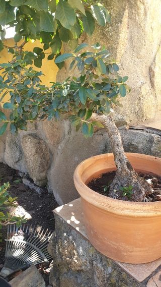 ejemplares de olivo Bonsai y pre-bonsai