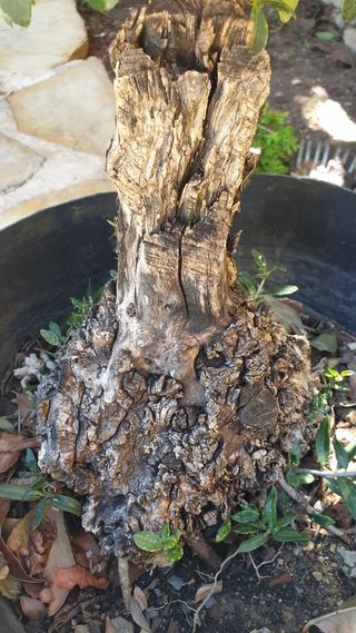 ejemplares de olivo Bonsai y pre-bonsai