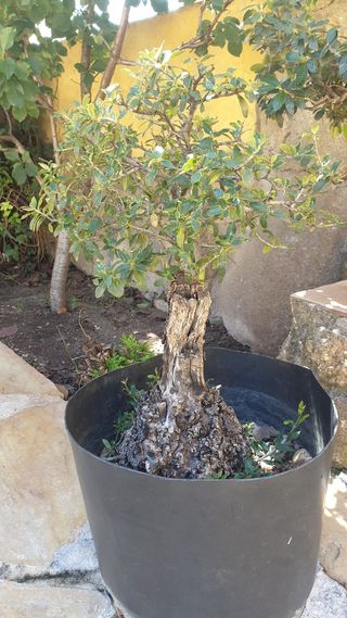 ejemplares de olivo Bonsai y pre-bonsai