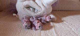 Perrita con cahorros