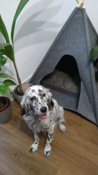 Tipi para mascotas