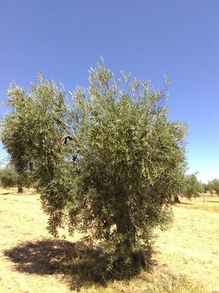 Terreno olivos camino finca las cabezas