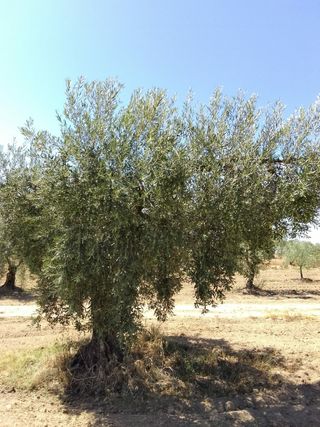 Terreno olivos camino finca las cabezas