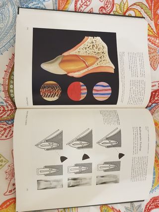 Libro y atlas sobre Traumatismos dentales