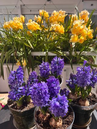 Riego automático ...jardines con o sin piscina