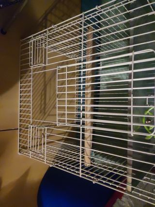 Jaula de loro, ninfas, etc.