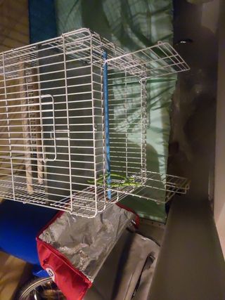 Jaula de loro, ninfas, etc.