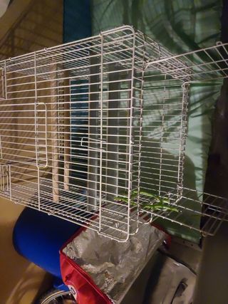 Jaula de loro, ninfas, etc.