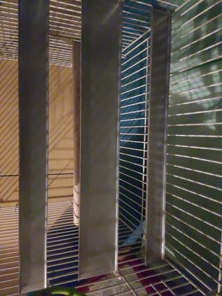 Jaula de loro, ninfas, etc.