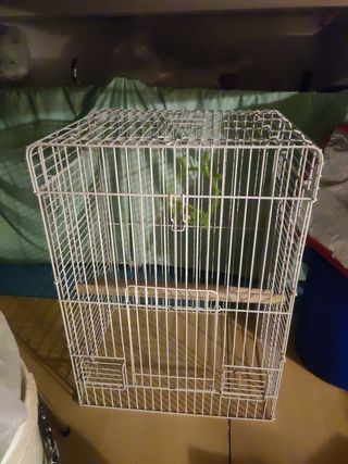 Jaula de loro, ninfas, etc.