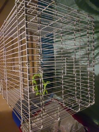 Jaula de loro, ninfas, etc.