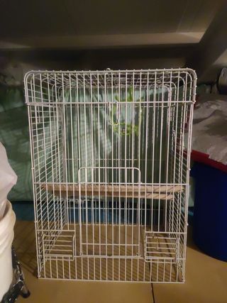 Jaula de loro, ninfas, etc.