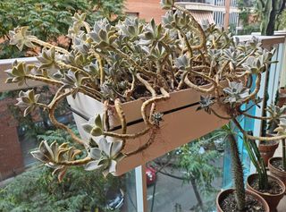 JARDINERA MAS LAS PLANTAS