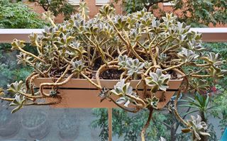 JARDINERA MAS LAS PLANTAS