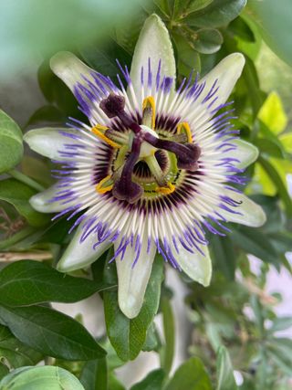 Semillas ecológicas (Passiflora Caerulea) 🌺
