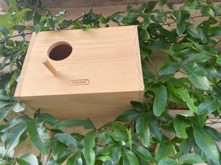 Semillas ecológicas (Passiflora Caerulea) 🌺