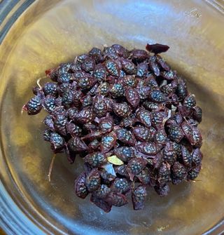 Semillas ecológicas (Passiflora Caerulea) 🌺