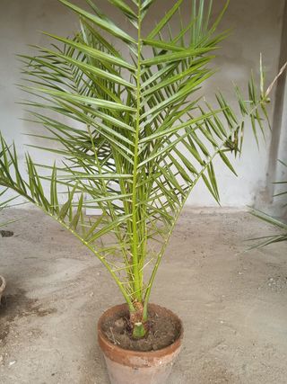 palmera dátil comun(planta joven)