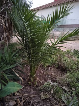palmera dátil comun(planta joven)