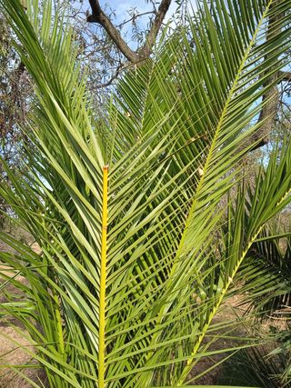 palmera dátil comun(planta joven)