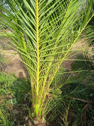 palmera dátil comun(planta joven)