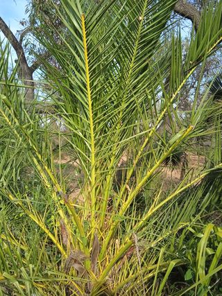 palmera dátil comun(planta joven)