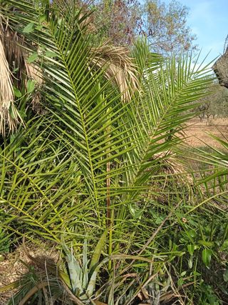palmera dátil comun(planta joven)