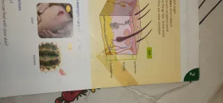 Libro Natural Science 4°EPO