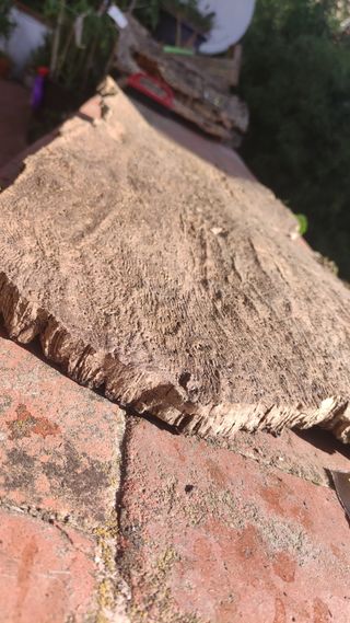 Plataforma gigante terrarios