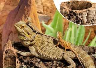 Plataforma gigante terrarios