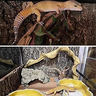 Plataforma gigante terrarios