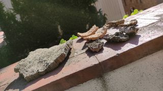 Pack corcho pesebre Belén terrario